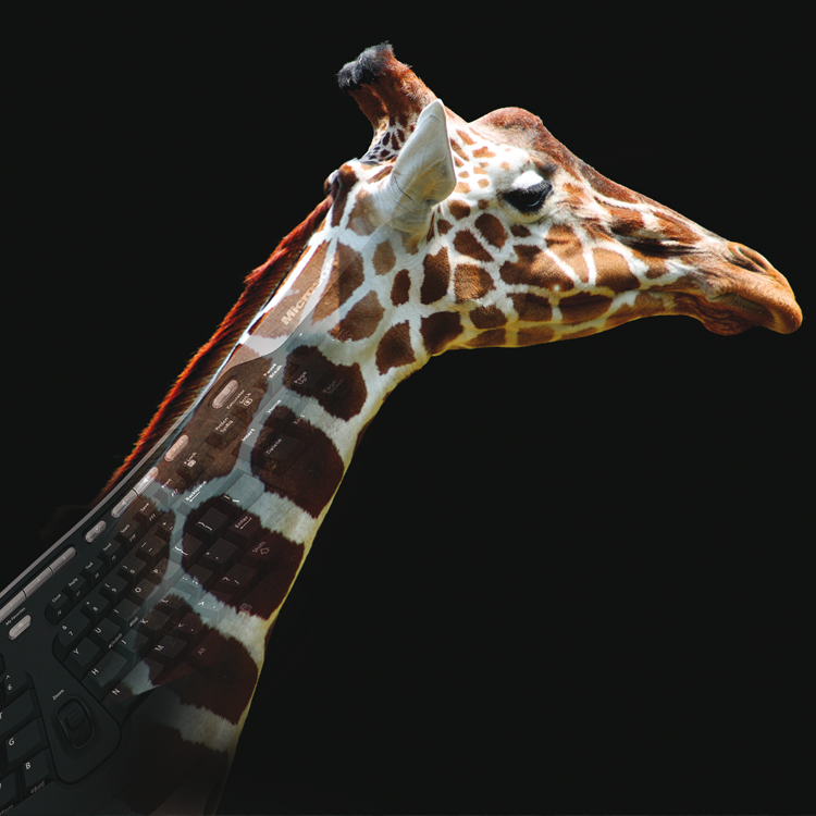 TD-Mircrosoft-Hardware-Giraffe
